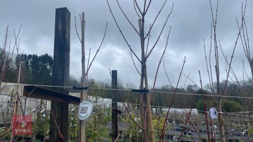 2 ACER RUBRUM 'OCTOBER GLORY'
