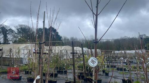 2 ACER RUBRUM 'OCTOBER GLORY'