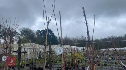 3 ACER RUBRUM 'OCTOBER GLORY'