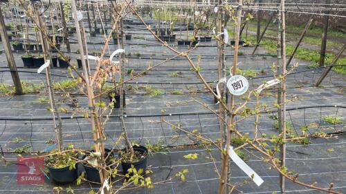 2 ACER CAMPESTRE