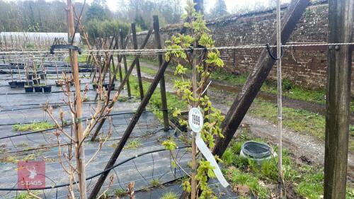 3 ACER CAMPESTRE 'WILLIAM CALDWELL'