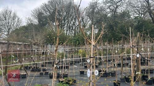 2 ACER PSEUDOPLATANUS 'PRINZ HANDJERY'