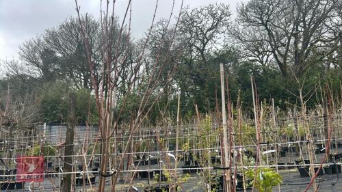 2 ACER RUBRUM 'SUN VALLEY'