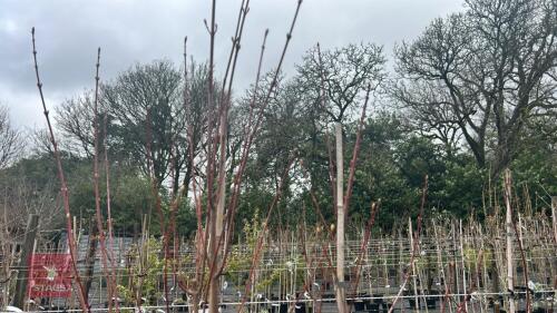 2 ACER RUBRUM 'SUN VALLEY'