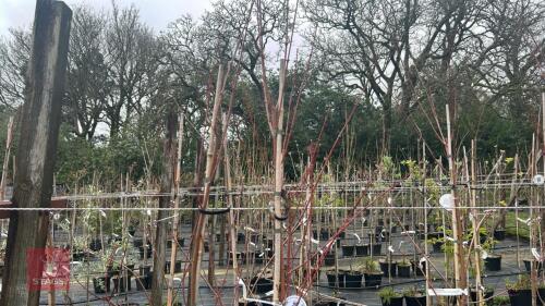 2 ACER RUBRUM 'SUN VALLEY'