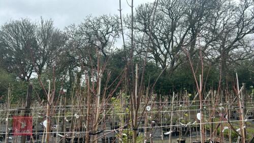 2 ACER RUBRUM 'SUN VALLEY'