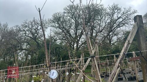 2 ACER RUBRUM 'SUMMER RED'