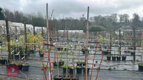 2 TILLIA CORDATA 'WINTER ORANGE'