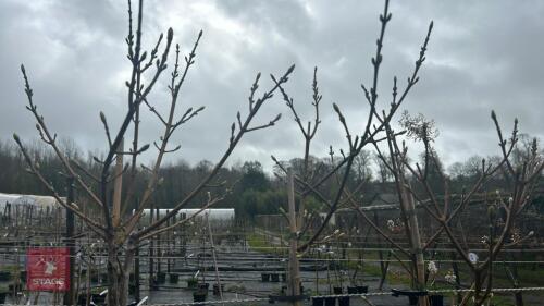 3 ACER PSEUDOPLATANUS 'PRINZ HANDJERRY'