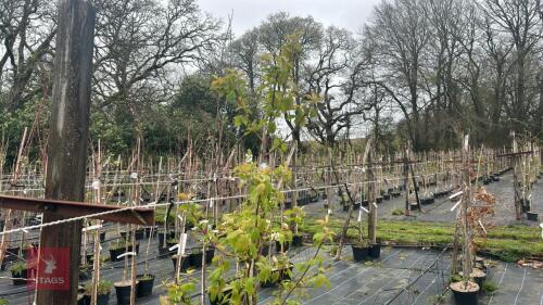 1 PRUNUS PADUS