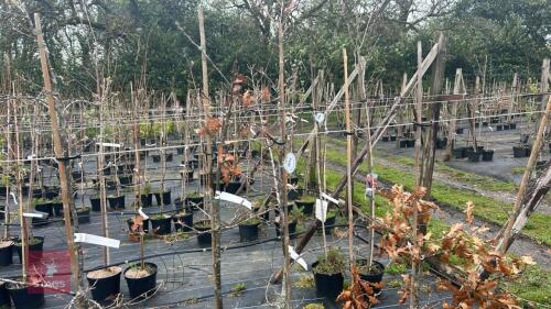 6 QUERCUS CERRIS