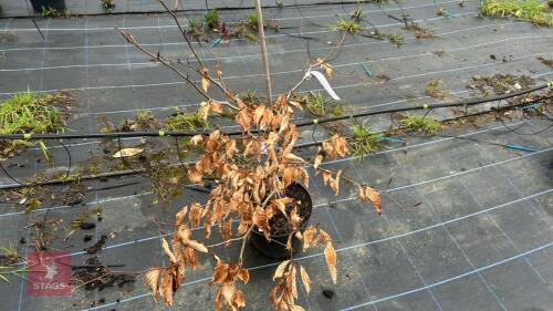 1 FAGUS SYLVATICA 'ATROPURPUREA'