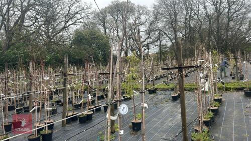 3 ACER PLANANOIDES 'CRIMSON KING'