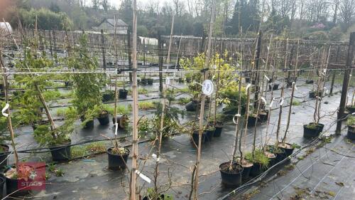 2 LIQUIDAMBAR STYRACFLUA 'GUM BALL'