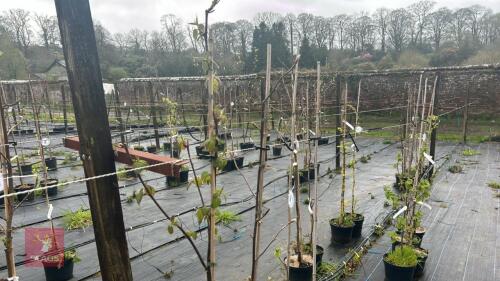 4 DAVIDA INVOLUCRATA