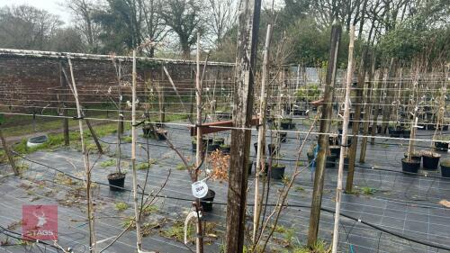 5 LIQUIDAMBAR STYRACIFLUA