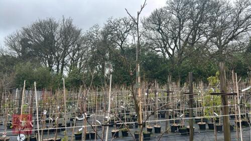 2 LIQUIDAMBAR STYRACIFLUA 'RED STAR'