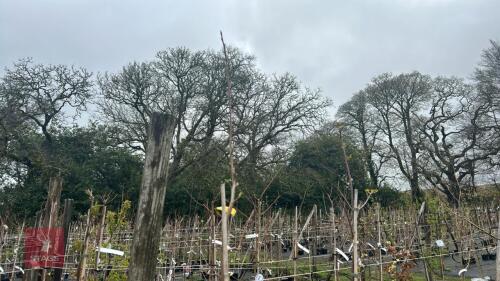 2 LIQUIDAMBAR STYRACIFLUA 'PARASOL'