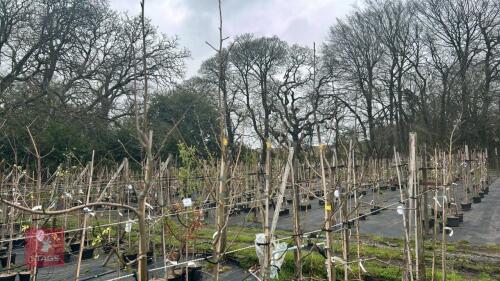6 LIQUIDAMBAR STYRACIFLUA 'PALO ALTO'
