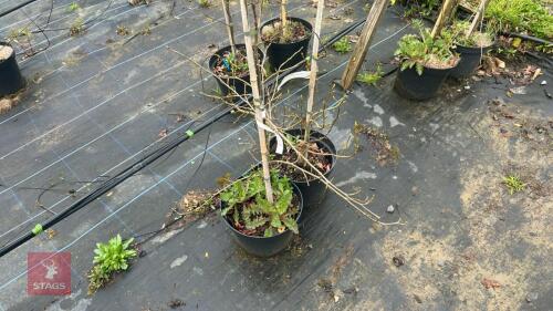 2 LIQUIDAMBAR STYRACIFUA 'OCONEE'