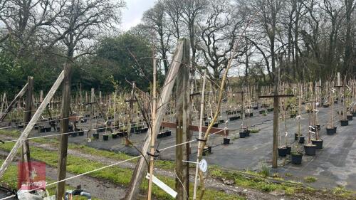 2 LIQUIDAMBAR STYRACIFUA 'HAPPIDAZE'