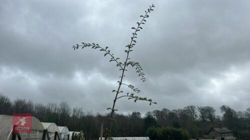 1 METASEQUOIA GLYPTOSTROBOIDES