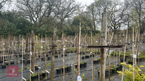 1 HALESIA CAROLINA