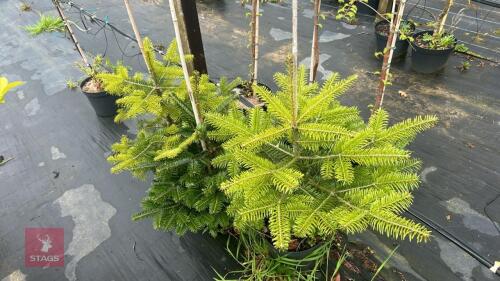 3 ABIES NORDMANNIANA