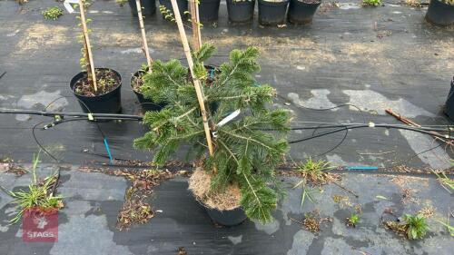 1 ABIES NORDMANNIANA