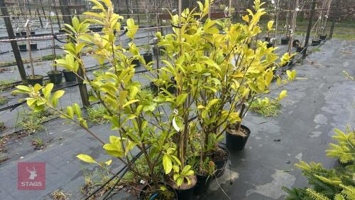 5 PRUNUS LAUROCERASUS 'ROTUNDIFOLIA'