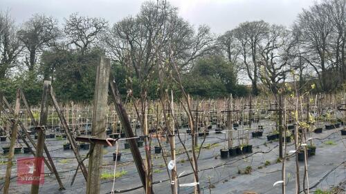 3 LIRIODENDRON TULIPIFERA 'FASTIGIATUM'