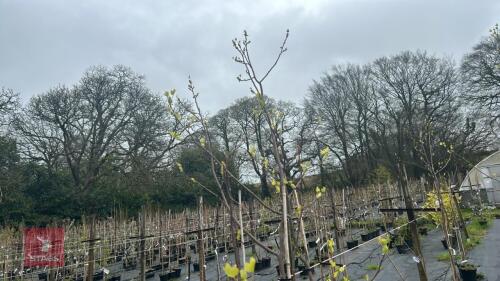 3 LIRIODENDRON TULIPIFERA 'GLEN GOLD'