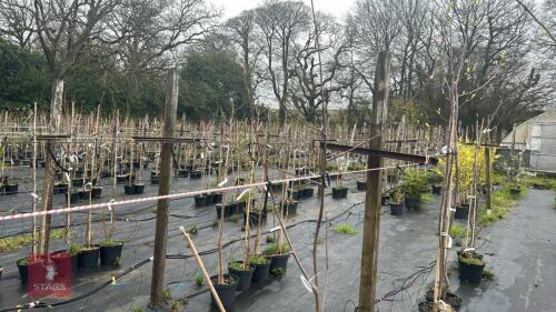 1 SORBUS THIBETICA 'JOHN MITCHELL'