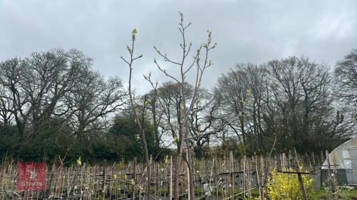 3 LIRIODENDRON TULIPIFERA 'GLEN GOLD'
