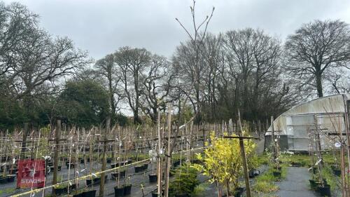 3 LIRIODENDRON TULIPIFERA