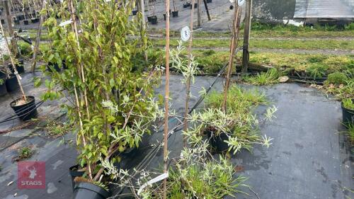 2 PYRUS SALICIFOLIA 'PENDULA'