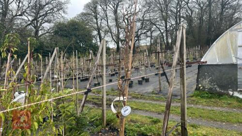 1 LIQUIDAMBAR STYRACIFLUA