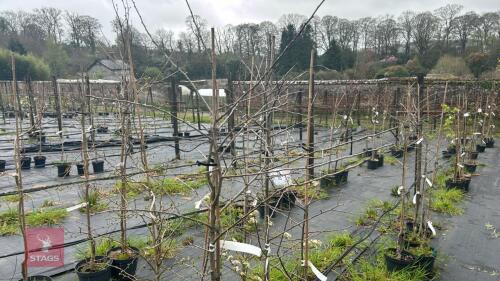 3 CRATAEGUS LACINIATA
