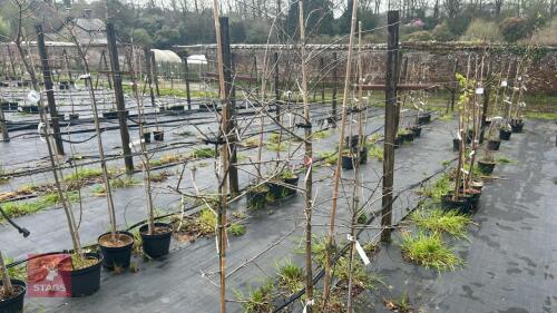 4 CRATAEGUS LACINIATA
