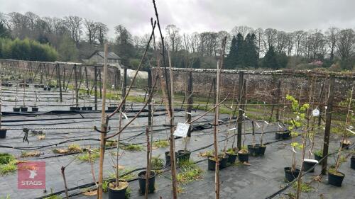4 SORBUS SARGENTIANA