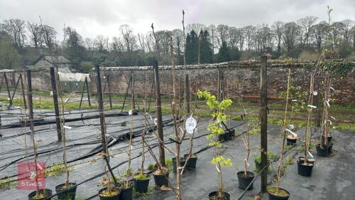 1 SORBUS COMMIXTA