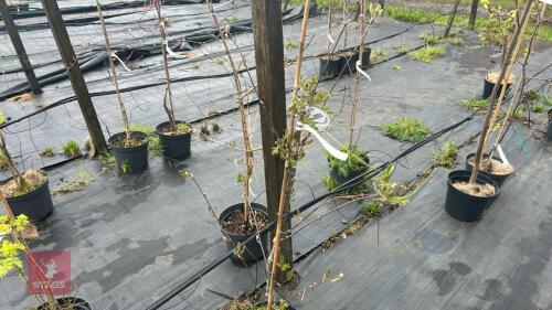 1 SORBUS HUPEHENSIS 'APRICOT'