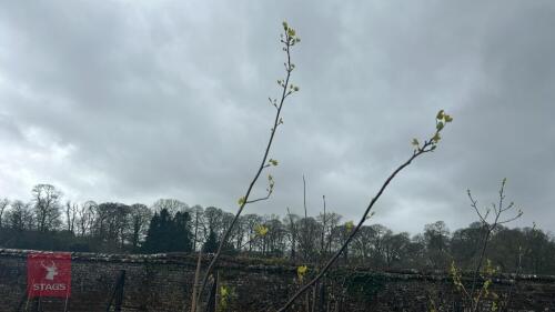 2 LIRIODENDRON TULIPFERA