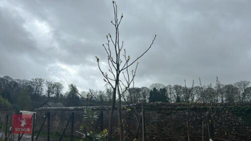 3 LIRIODENDRON TULIPFERA