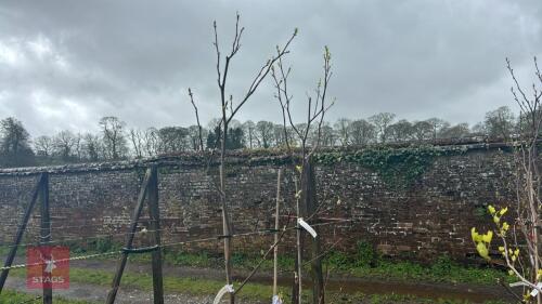 3 LIRIODENDRON TULIPFERA
