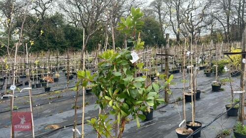 1 ARBUTUS UNEDO STRAWBERRY TREE