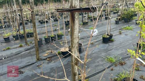 1 ACER CAMPESTRE 'PULVERULENTA'