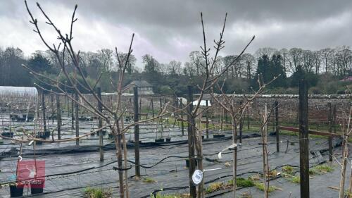 4 PSEUDOPLATANUS 'PRINZ HANDJERRY'