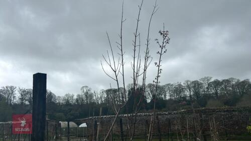 3 ACER REBRUM