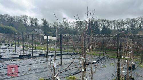 2 ACER TREES